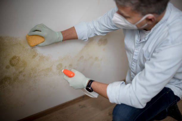 Best Fast Mold Removal  in Lake Mohawk, NJ