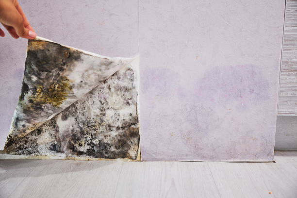 Professional Mold Removal in Lake Mohawk, NJ